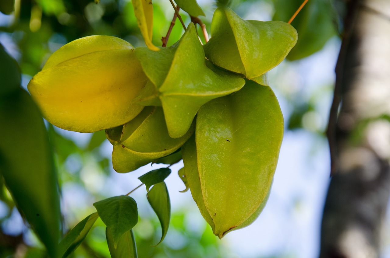 绿植盆栽、水果蔬菜与室内环境的和谐共生