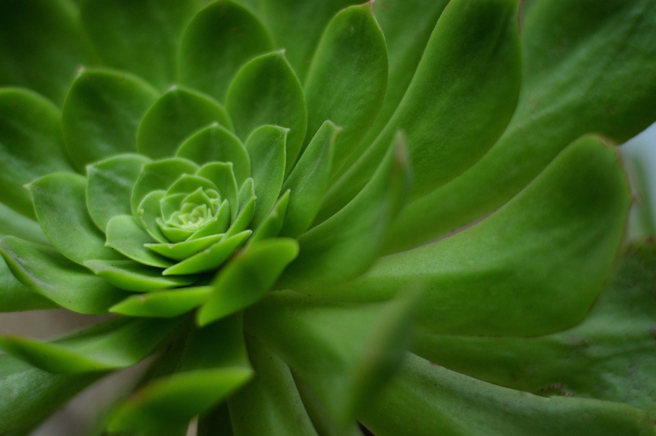 室内大盆绿植盆栽，开花与生活的美好交融