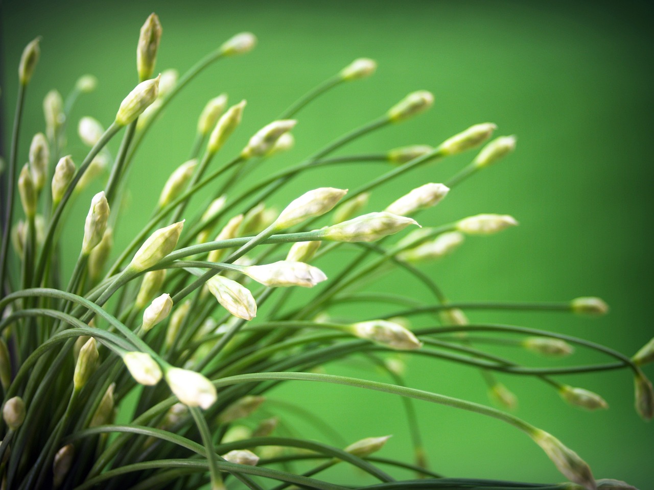 室内绿植盆栽桂花开花之美