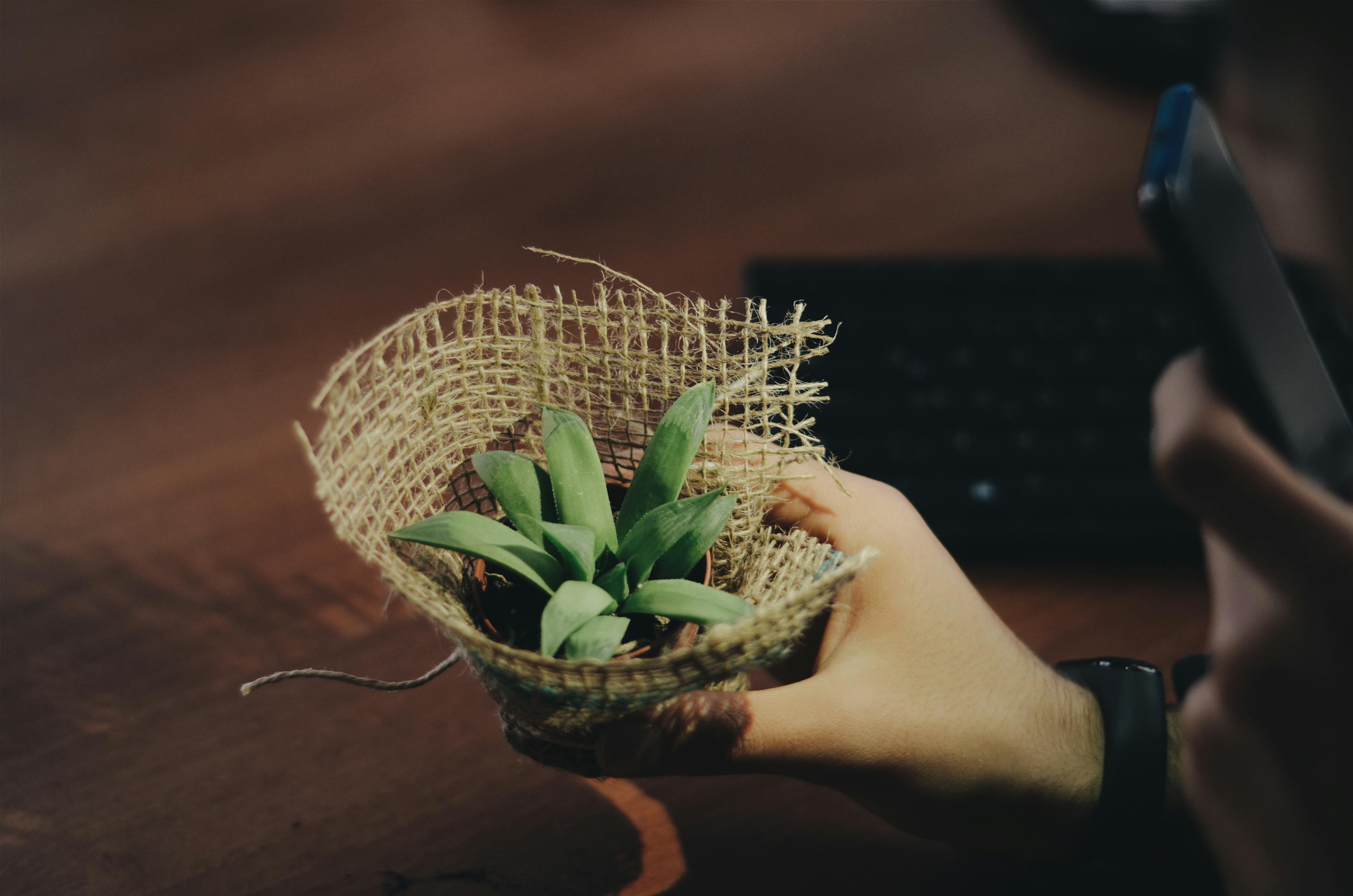 室内牡丹绿植盆栽的魅力与养护