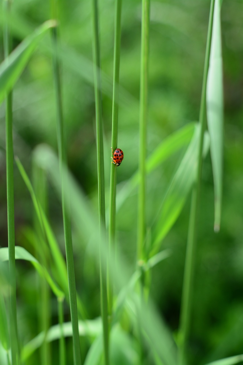 办公室绿植盆栽——大气的绿色魅力