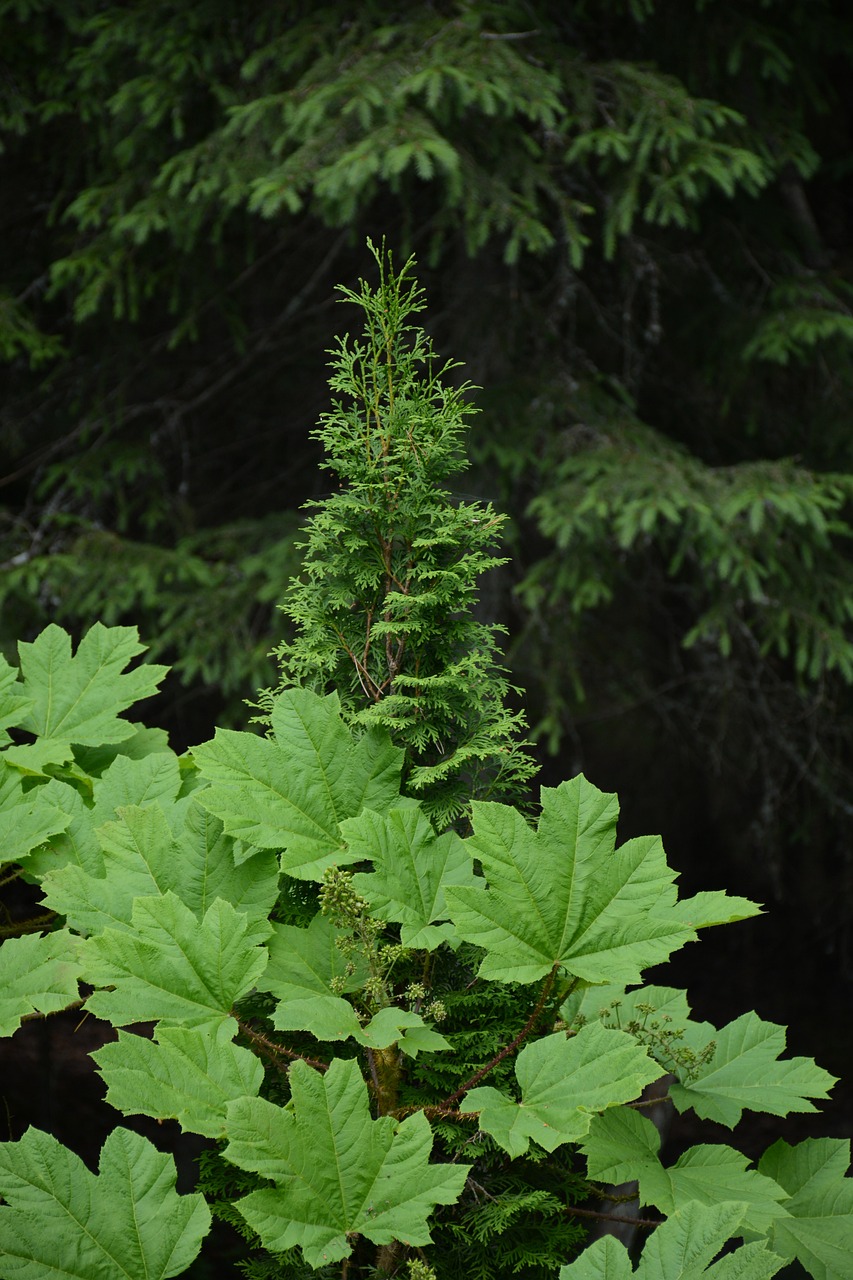 绿植盆栽室内同城送——打造绿色家居的新选择