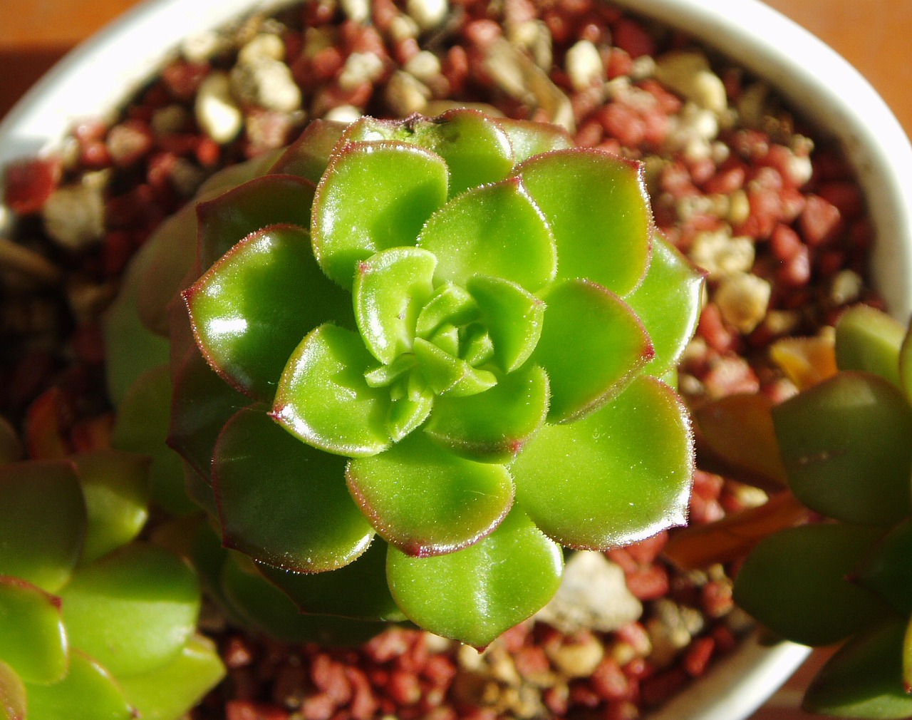 室内绿植盆栽水培绿苹果，美化家居的新选择