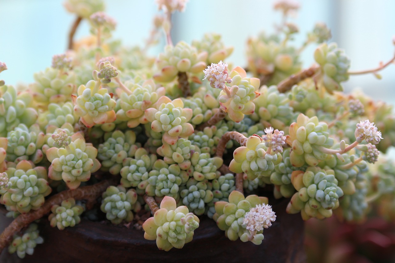 室内盆栽绿植花卉的水培种植技术