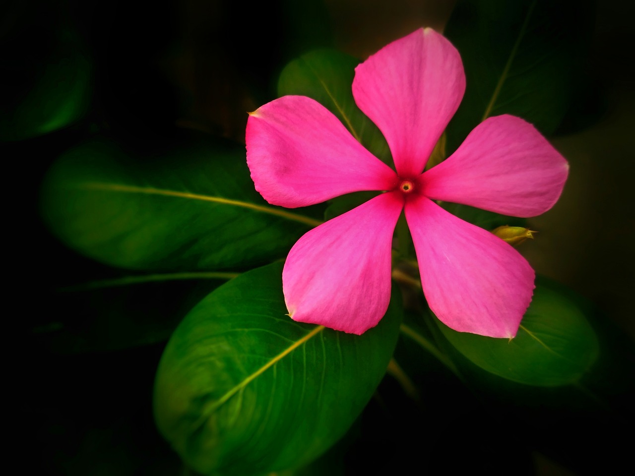 室内花卉绿植盆栽——虎皮花卉的独特魅力