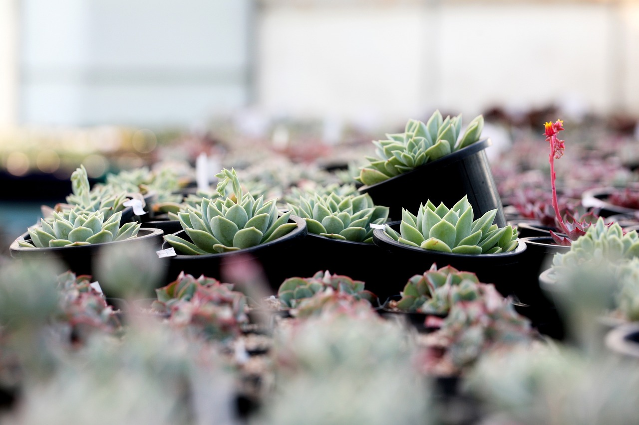 室内盆栽植物与绿植基地，美化生活，绿化环境的新领域