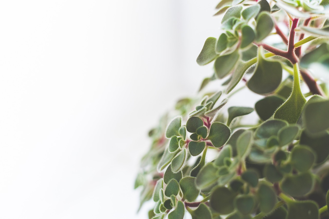 室内绿植盆栽，圆叶之魅力