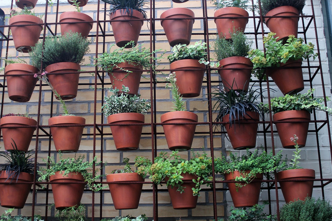 室内绿植盆栽，发财树的种植与养护