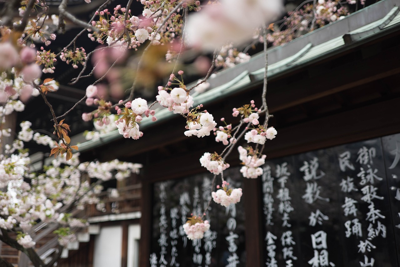 日本森樱守的独特打法解析