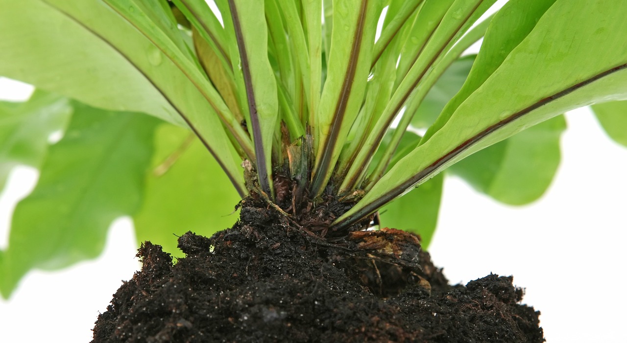 室内绿植盆栽，白龟绿植的独特魅力与养护指南