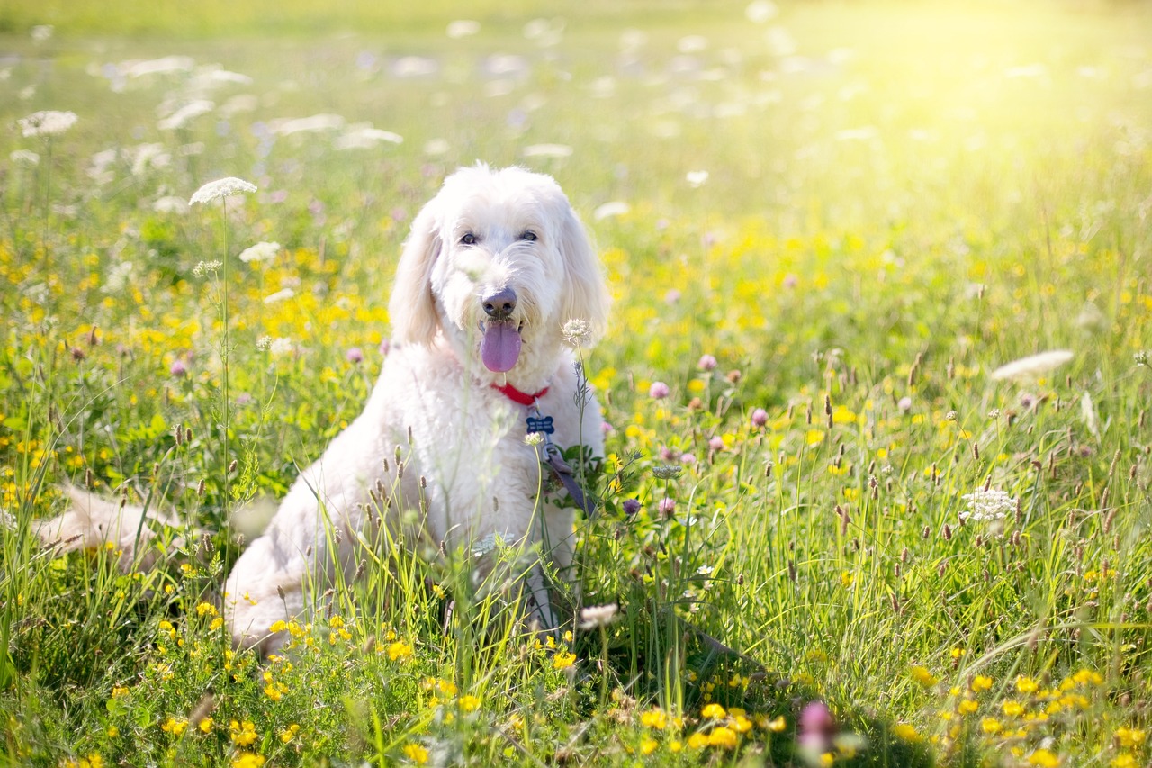 巨型贵宾犬的颜色分类图解