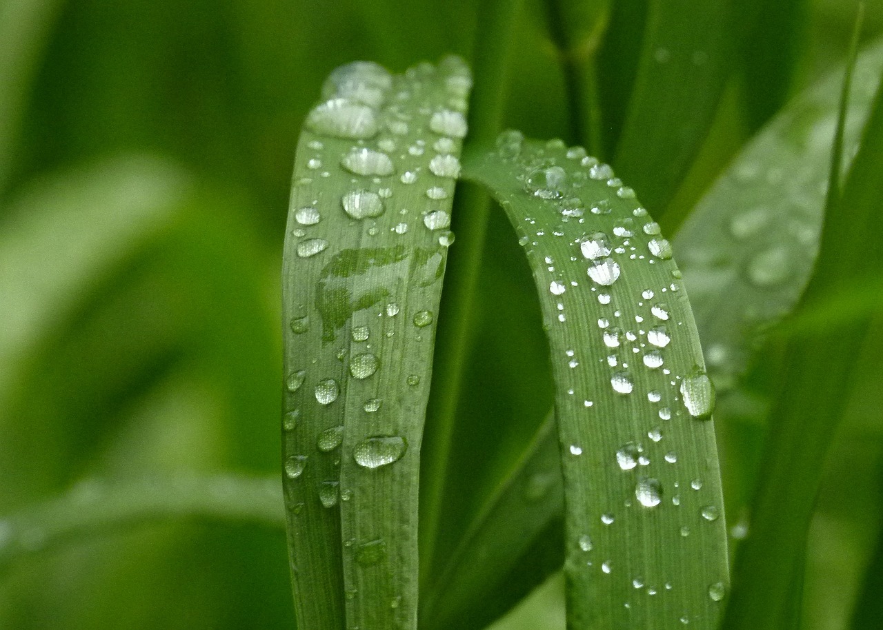 室内绿植盆栽中的老桩魅力