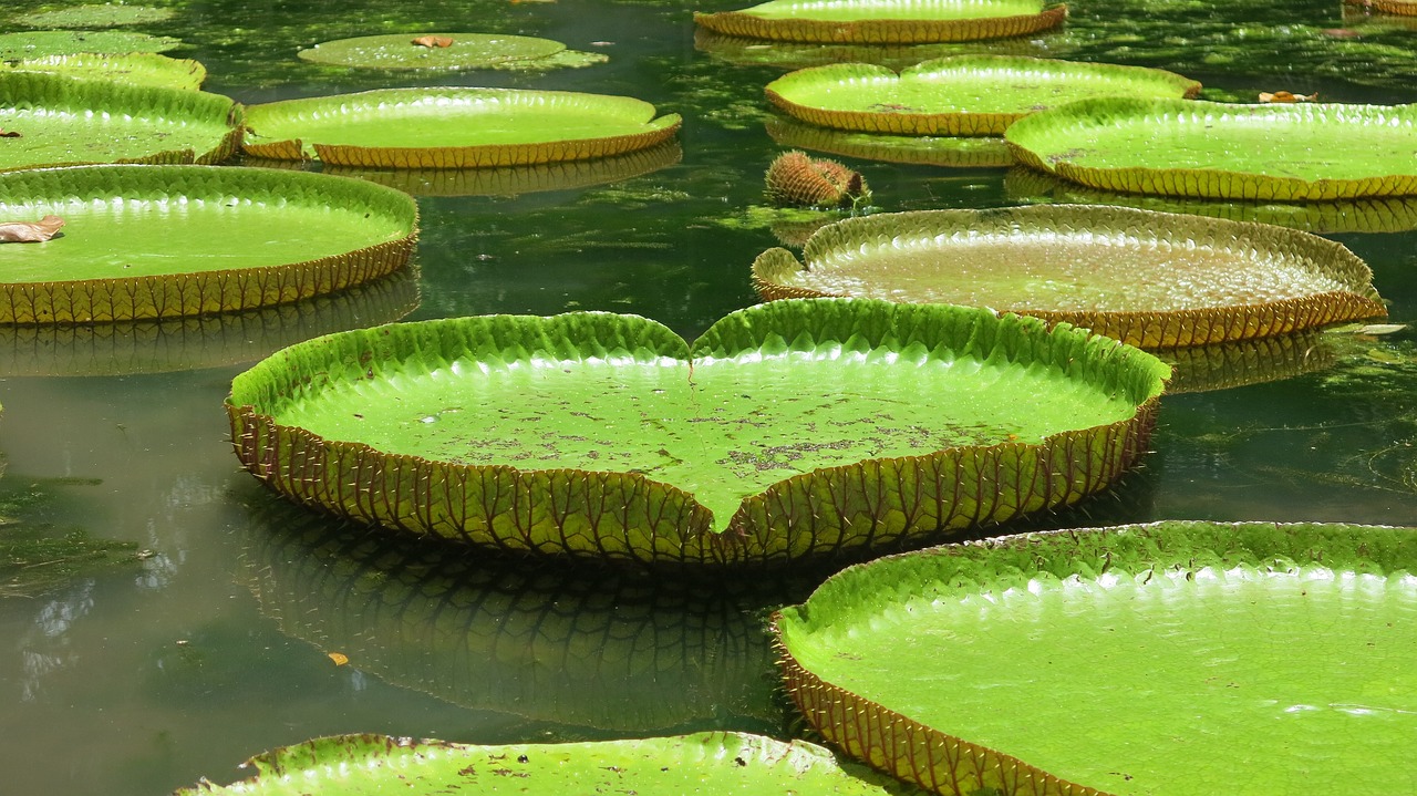 室外高档吊兰绿植盆栽，美化环境的优雅之选