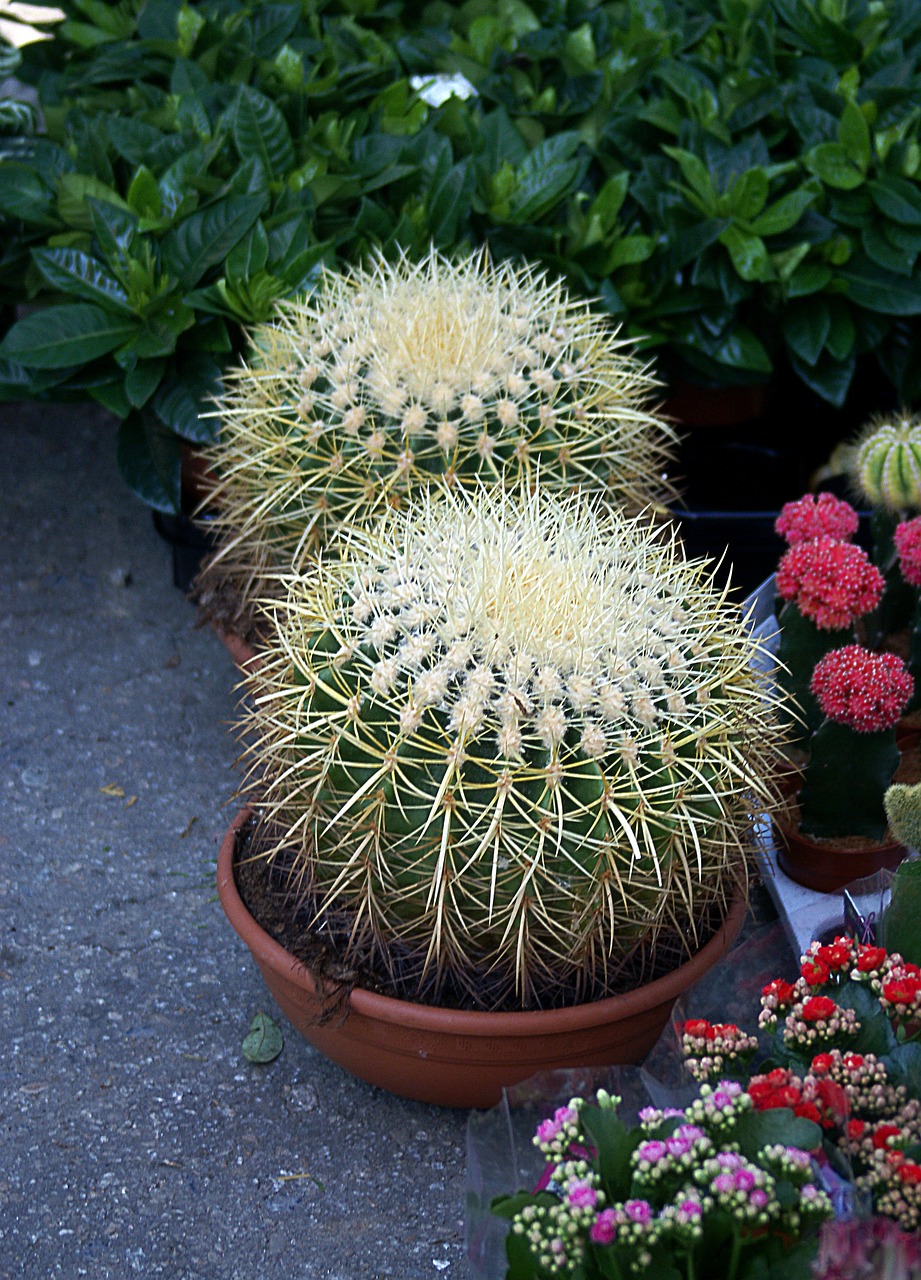 室内绿植盆栽的养护之道