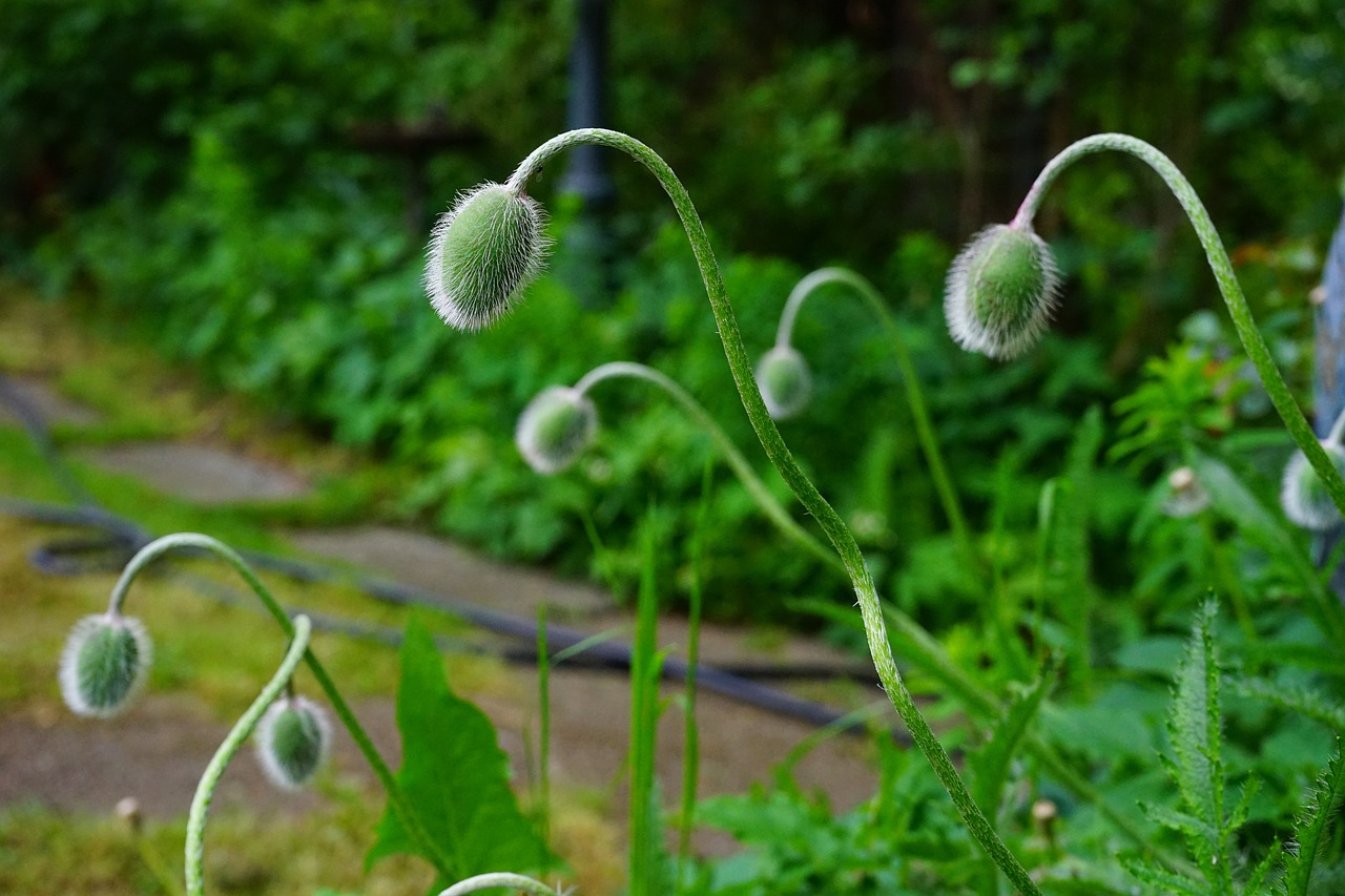 绿植盆栽，室内吾爱吾家的绿色呼吸