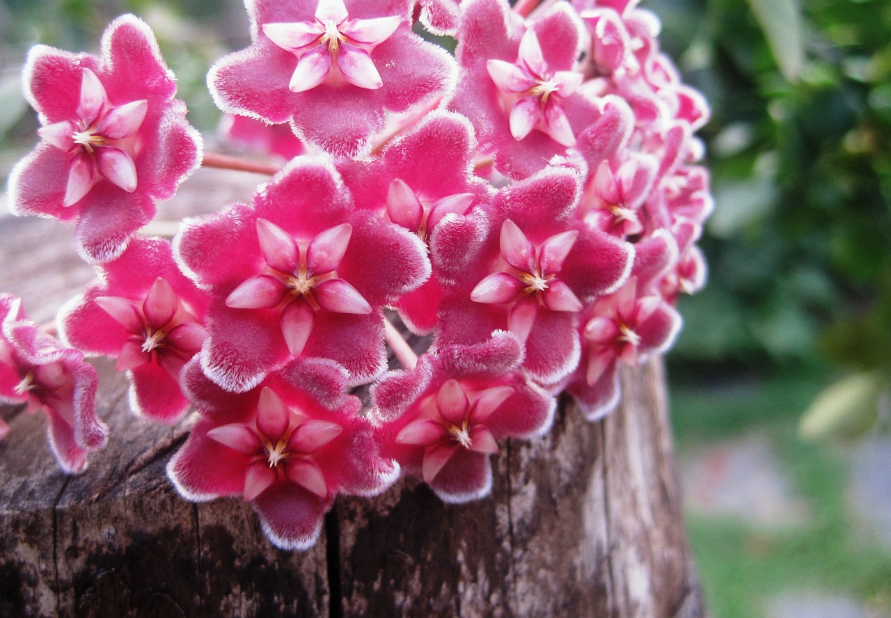 室内花卉绿植盆栽，小盆花之美