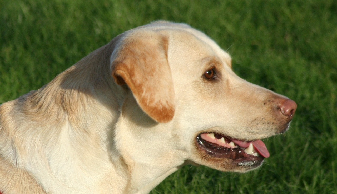 拉布拉多犬的成长与骨骼发育，几个月可以吃骨头？