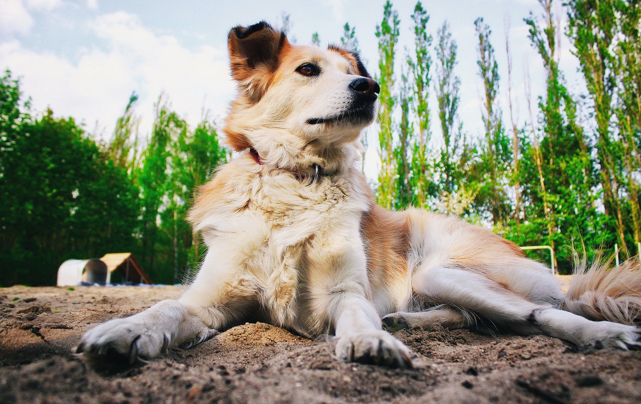 一个月的比熊犬，成长、照顾与陪伴