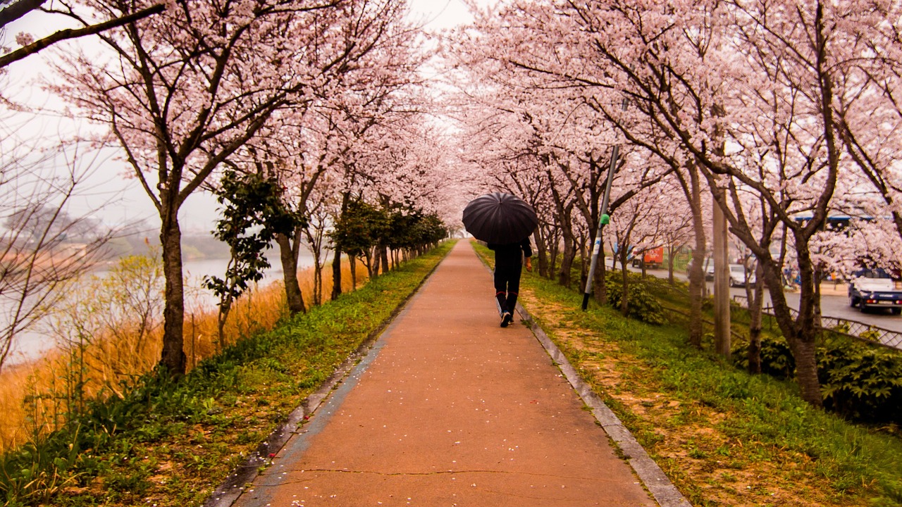 一个月的柯基，成长、陪伴与爱的旅程