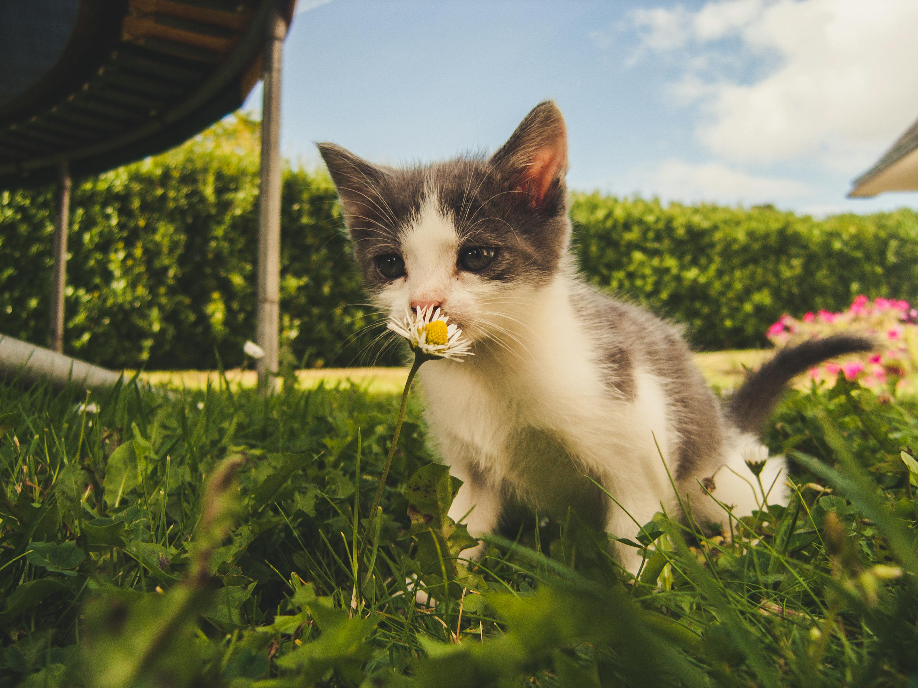 三个月大的猫咪怎么养？全面指南与关键注意事项