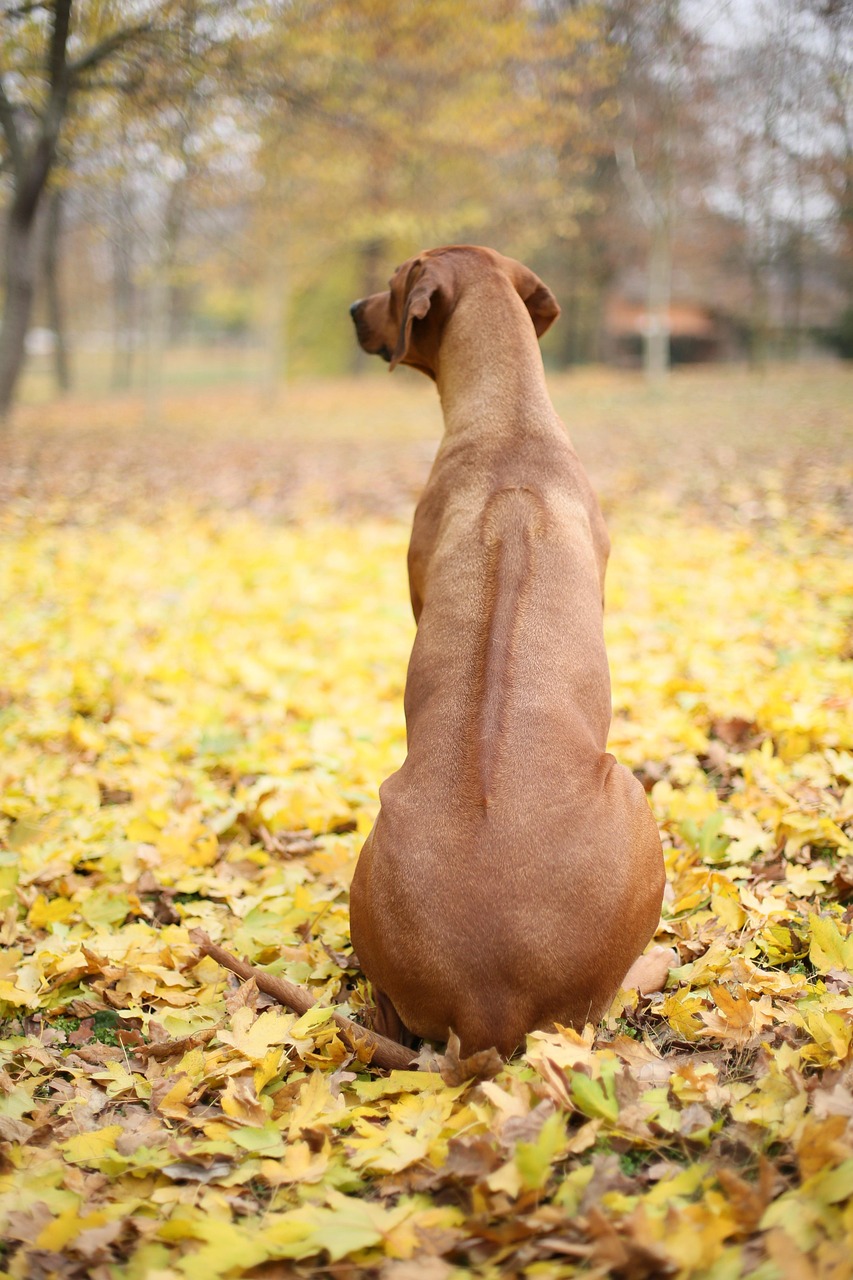 六个月金毛犬的饮食指南，一天应该吃几顿？