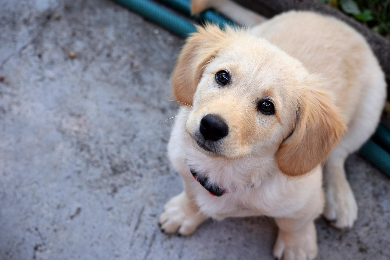 比熊幼犬两个月大时的喂食指南