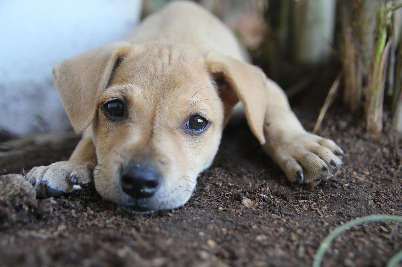 狗狗疫苗接种指南，何时为狗狗接种狂犬疫苗？