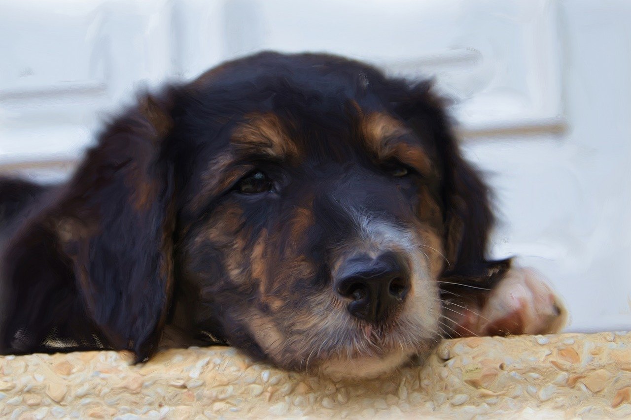 一个月大的德国牧羊犬幼犬，照片中的生命与成长