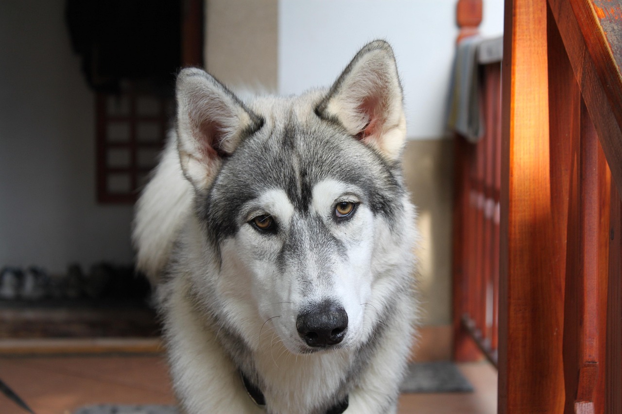 公泰迪犬的成长定型期，深入了解狗狗发育的奥秘