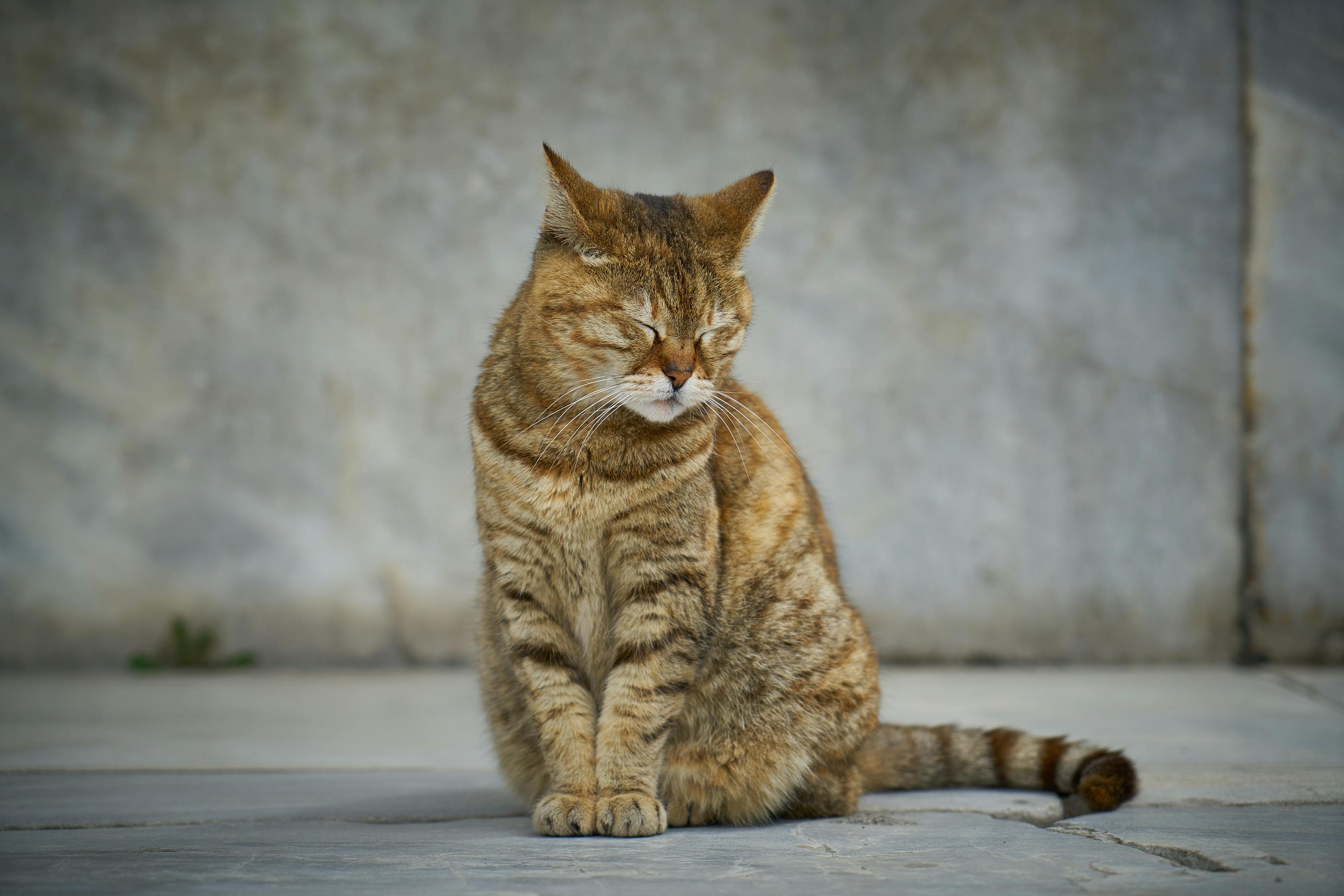 三个月小猫拉稀，原因、应对措施与照顾指南