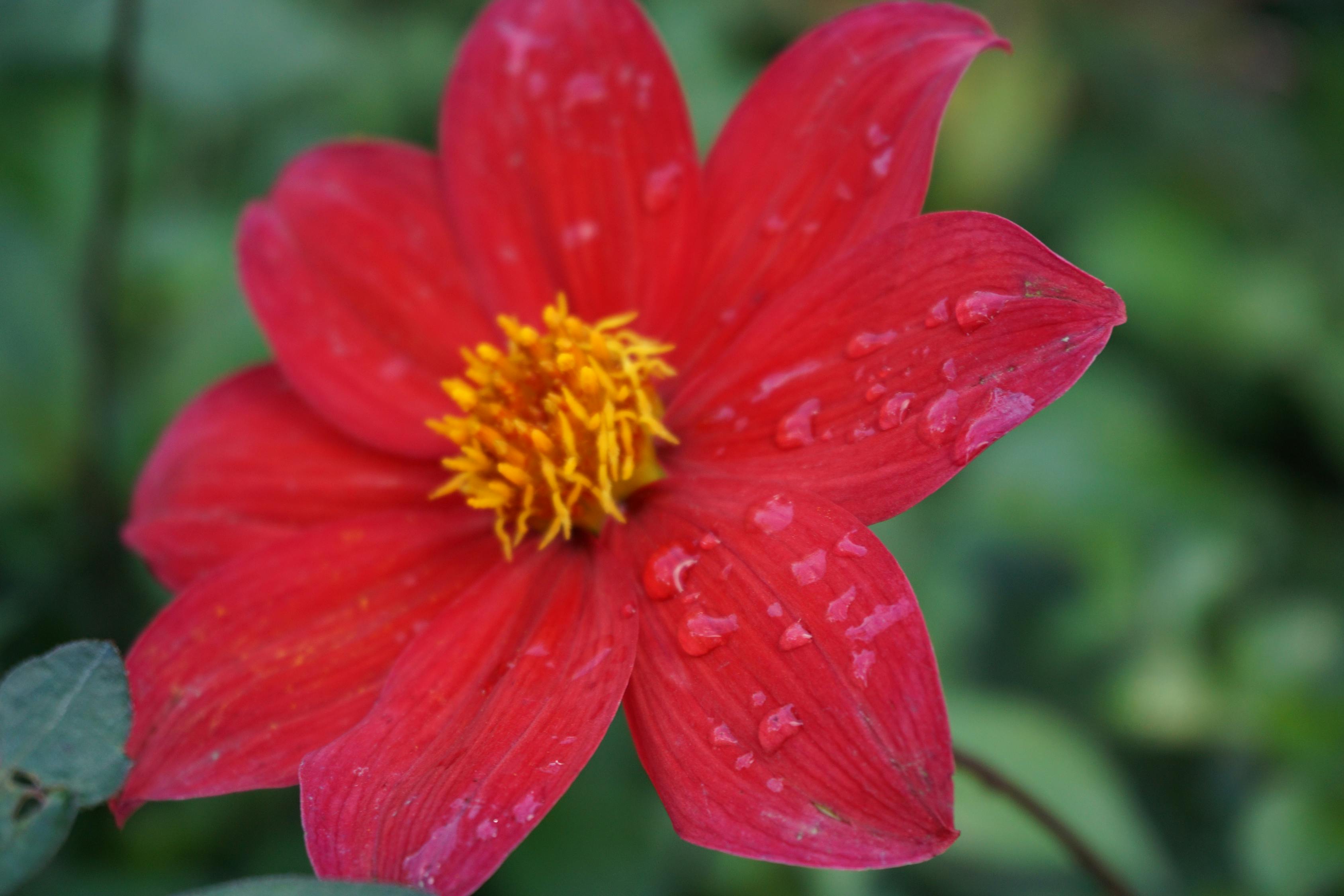 广东省花海景点，绽放的自然之美