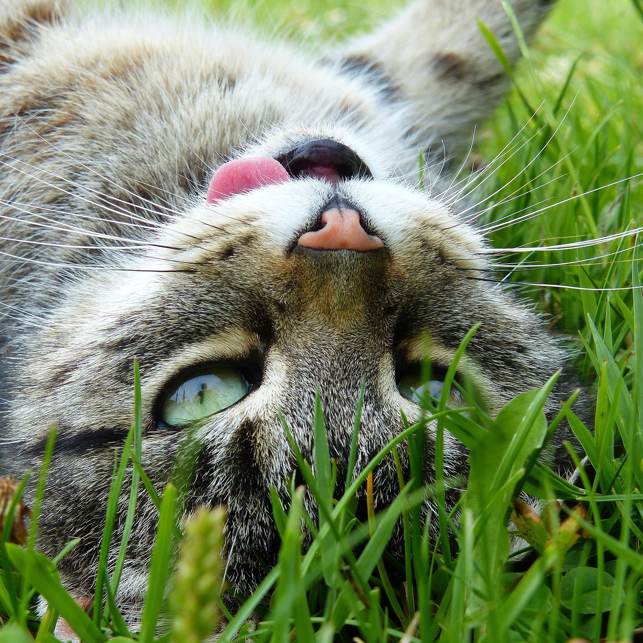 猫咪怀胎几个月，深入了解猫咪的妊娠期