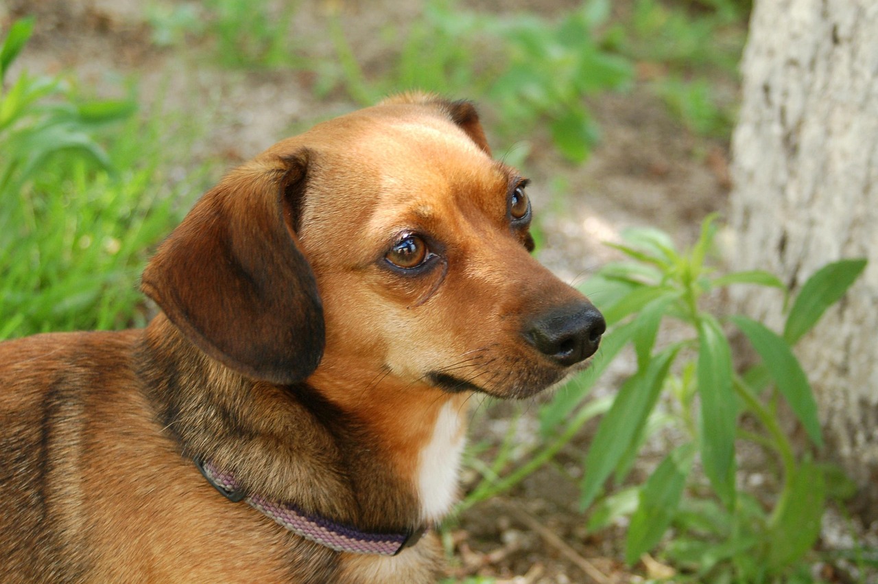 金毛犬三个月的成长与发育，探索金毛幼犬的成长阶段