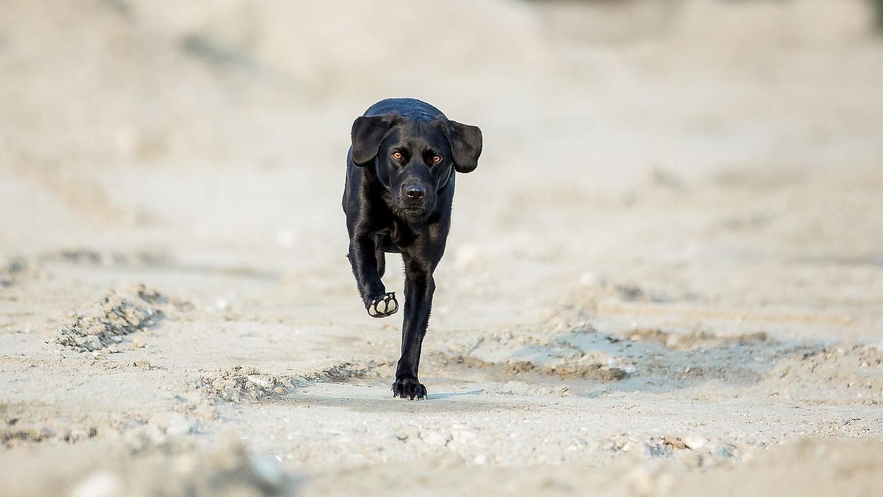 拉布拉多犬两个月大的养育指南