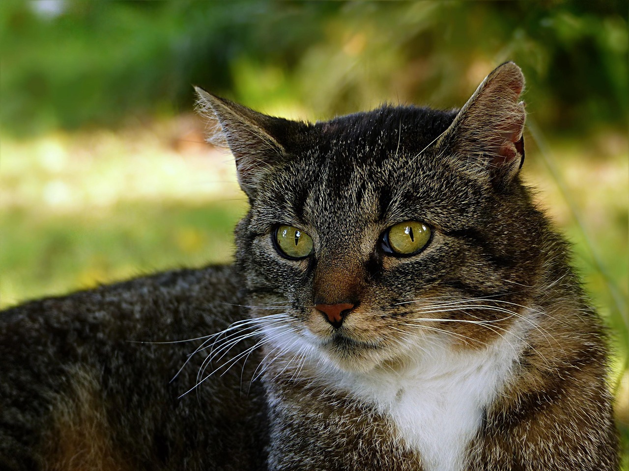 猫怀胎几个月，深入了解猫咪的繁殖周期