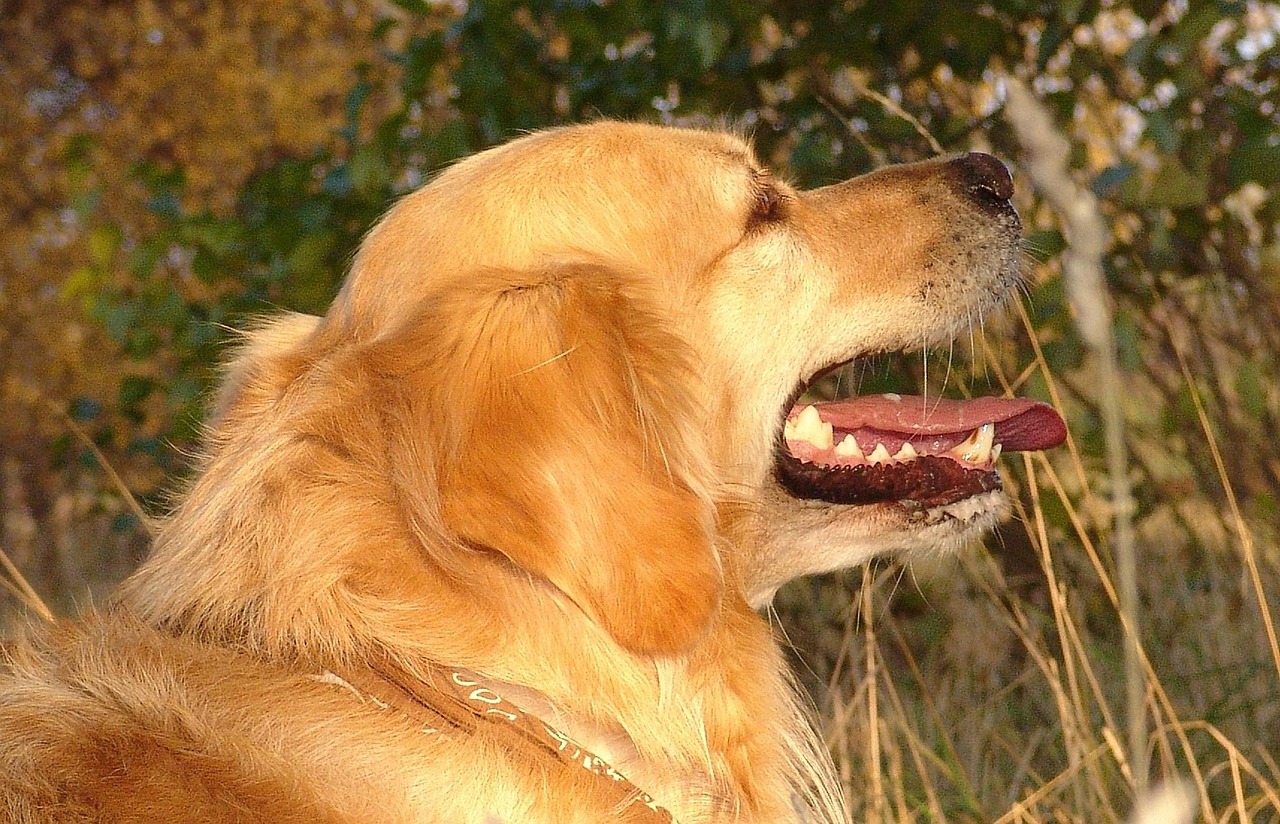 探究金毛犬拉稀带血的原因与应对方案，以五个月金毛为例